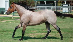 Trippin On Fame 2010 Bay Roan Stallion