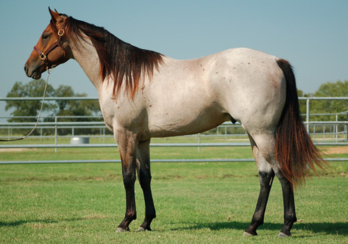 Trippin on Fame 2010 Bay Roan Stallion